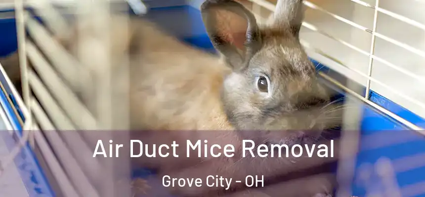  Air Duct Mice Removal Grove City - OH
