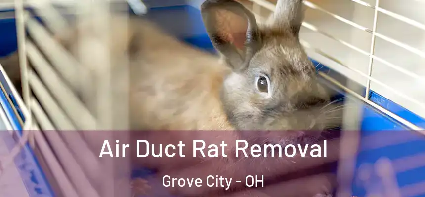  Air Duct Rat Removal Grove City - OH